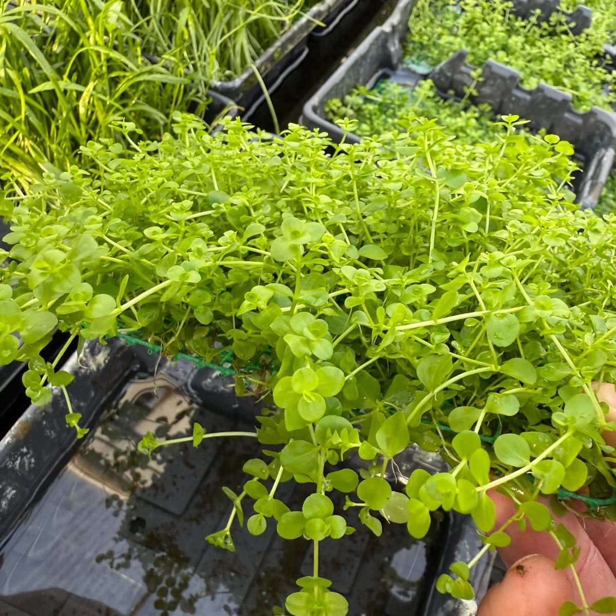 Micranthemum umbrosum op stalen net