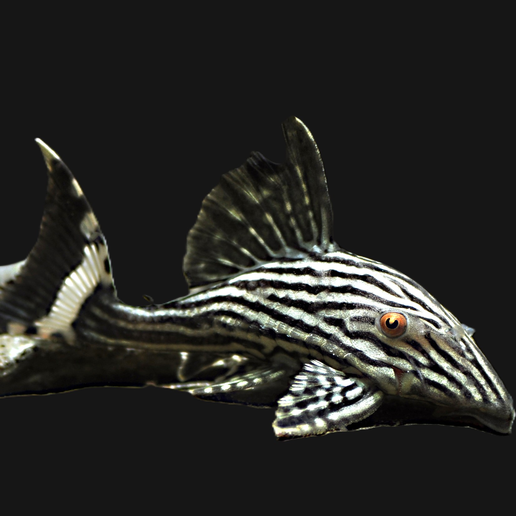 Panaque nigrolineatus  L-190