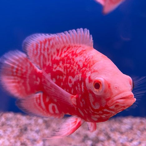 Astr.ocellatus Chili red nemo 6-8 cm @