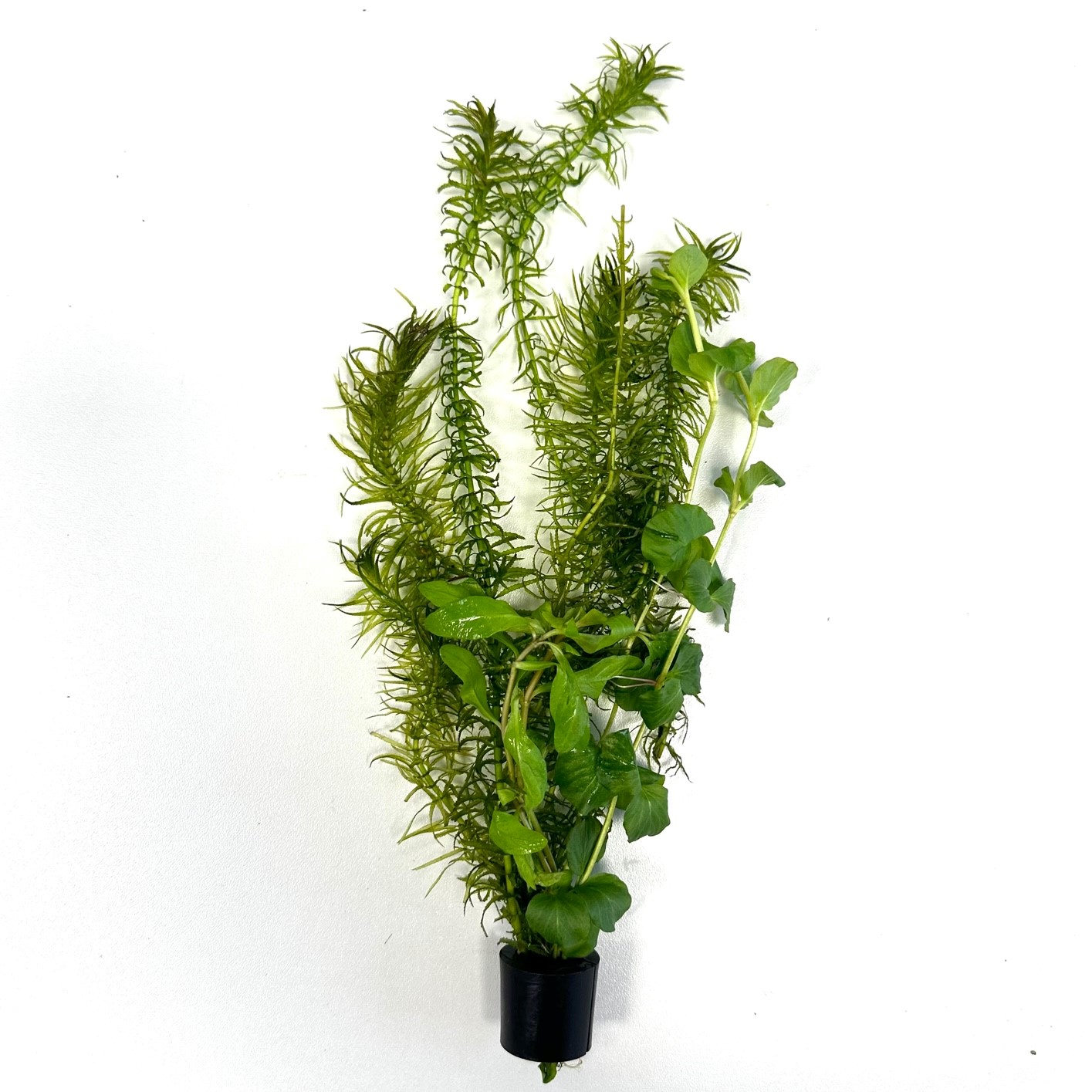 Gemengd goudviskommix in Eco-ring