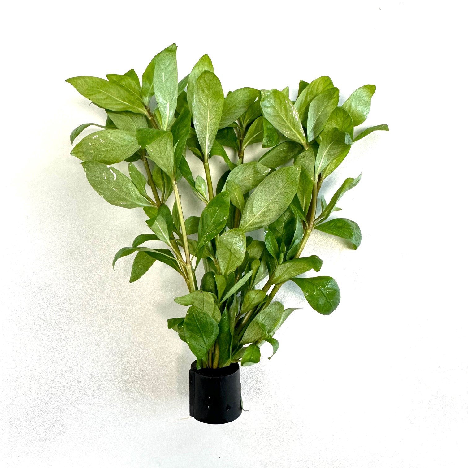 Hygrophila polysperma in Eco-ring