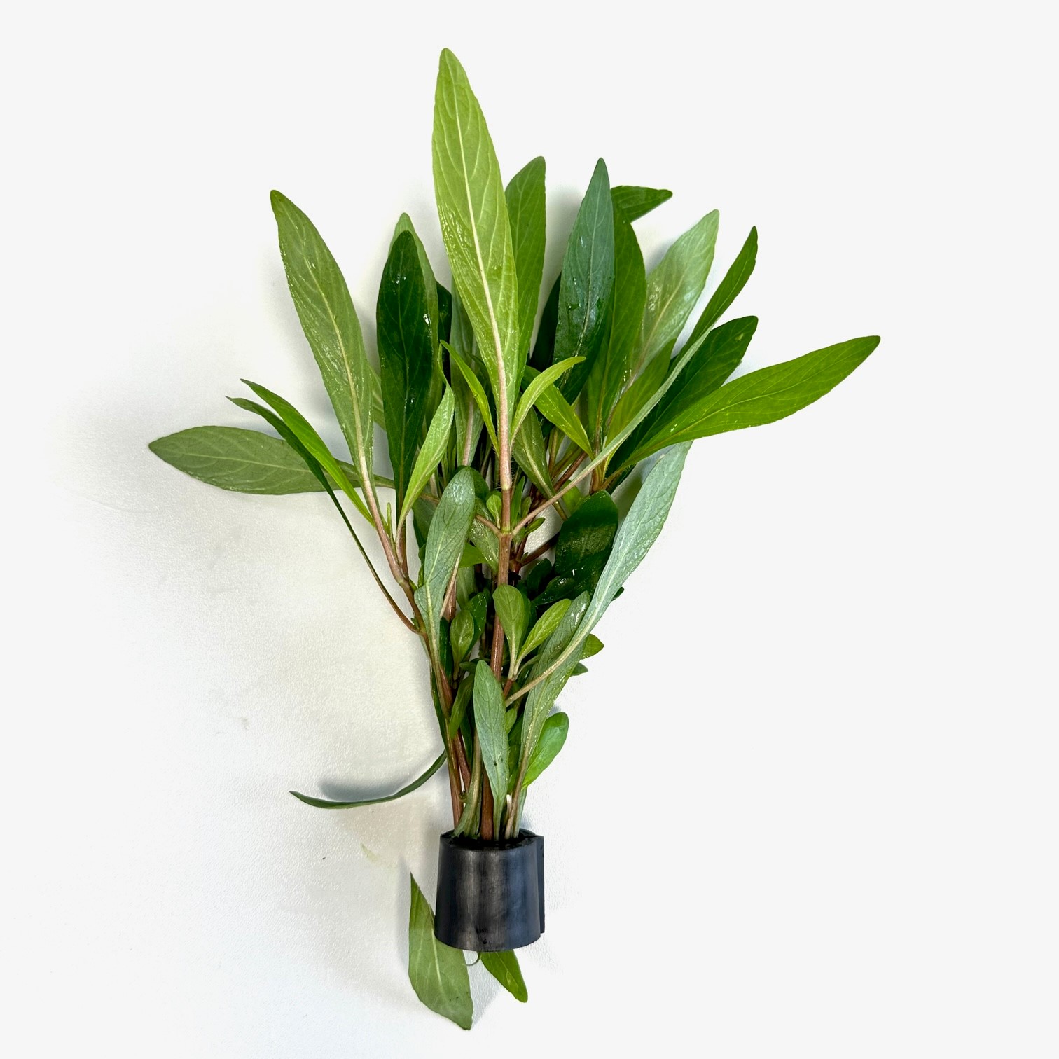 Hygrophila salicifiolia in Eco-ring