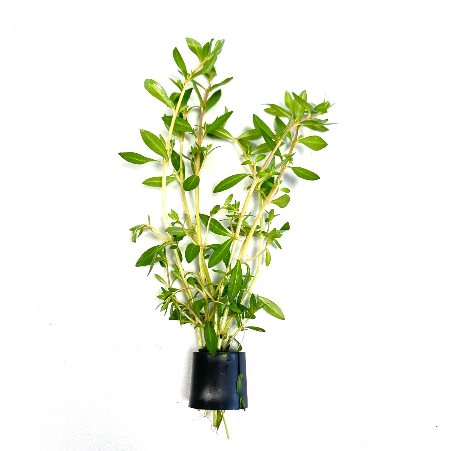 Ludwigia arcuata in Eco-ring