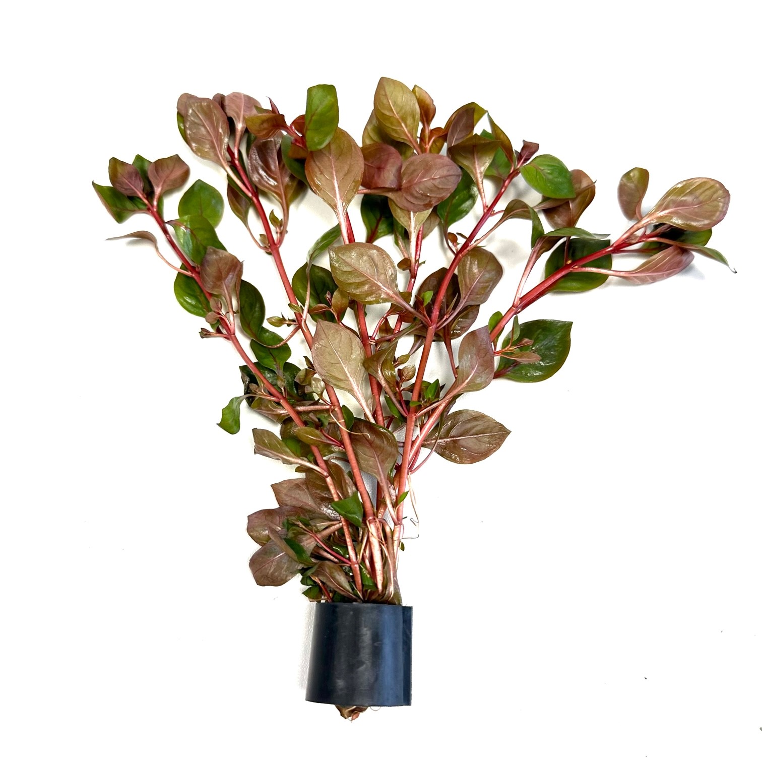 Ludwigia sp. super red in Eco-ring