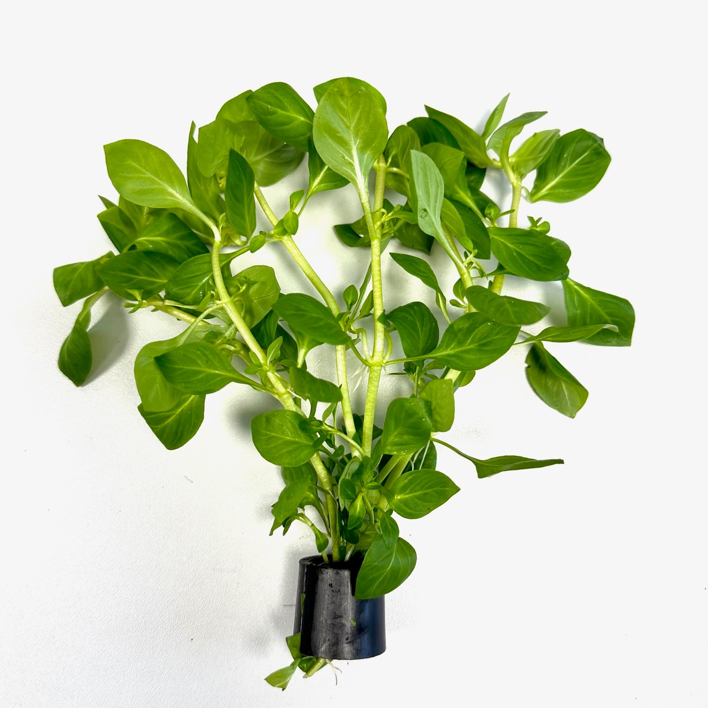 Ludwigia sp.green in Eco-ring