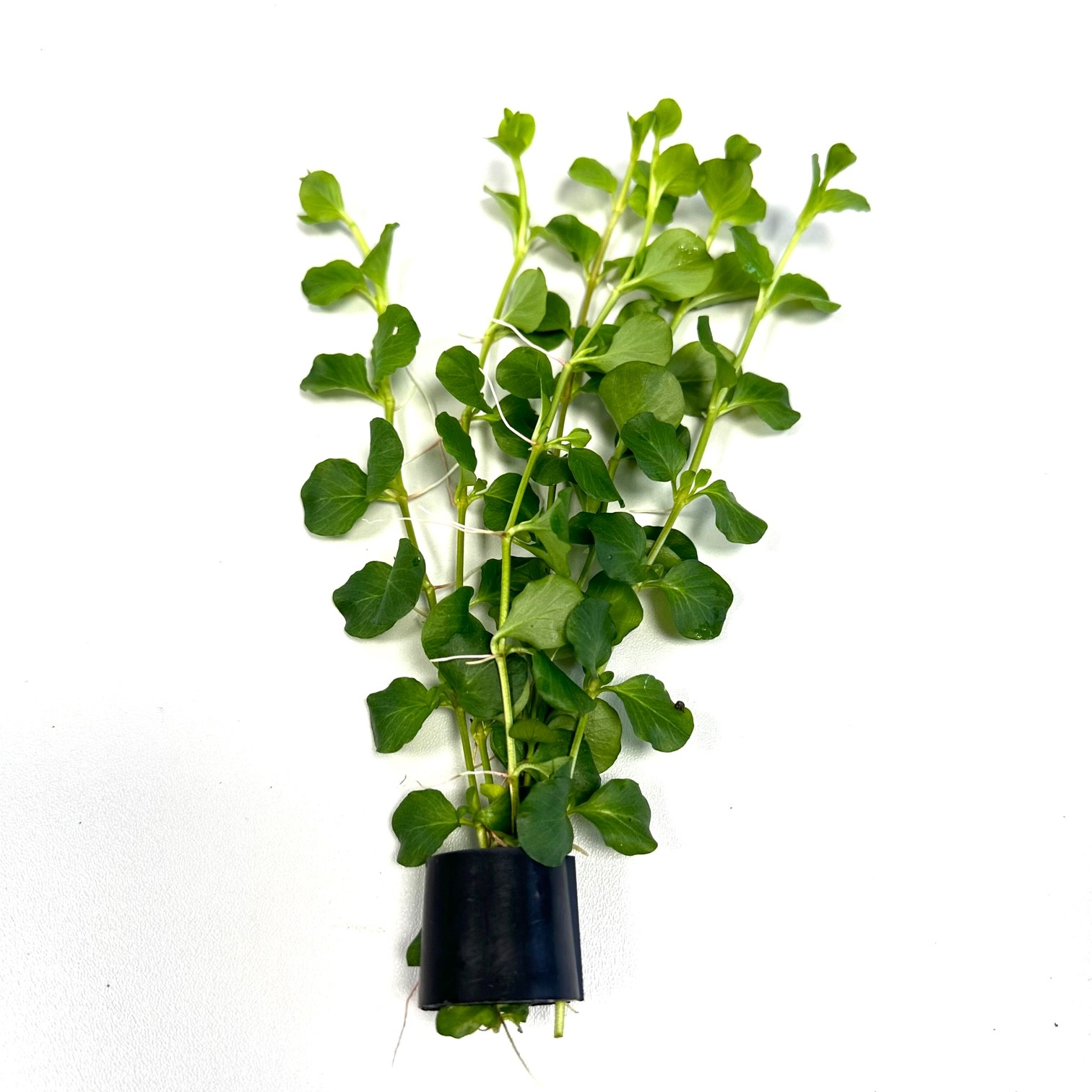 Lysimachia green in Eco-ring