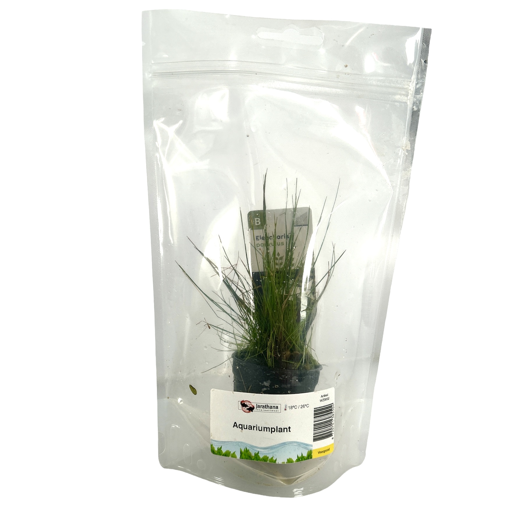 Eleocharis parvula in stazak