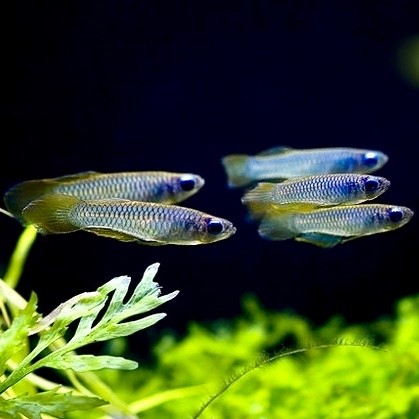 Aploch.normani-Afrikaans blauwoogje 2,3