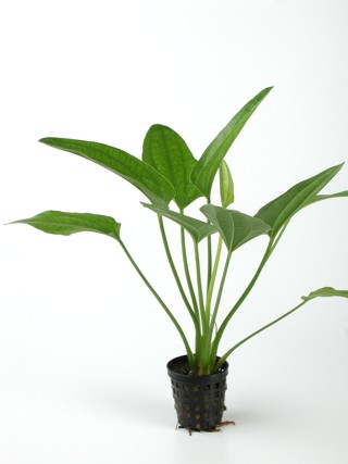 Echinodorus radicans in pot