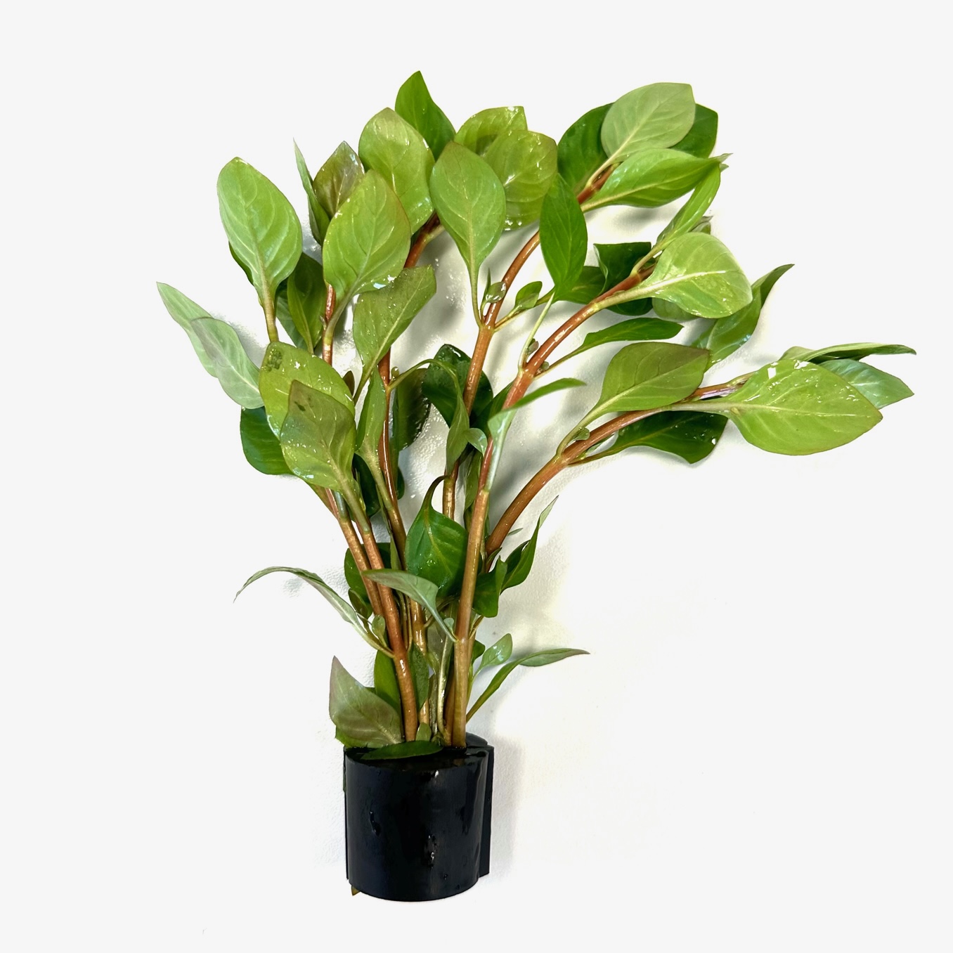 Ludwigia palustris green in Eco-ring