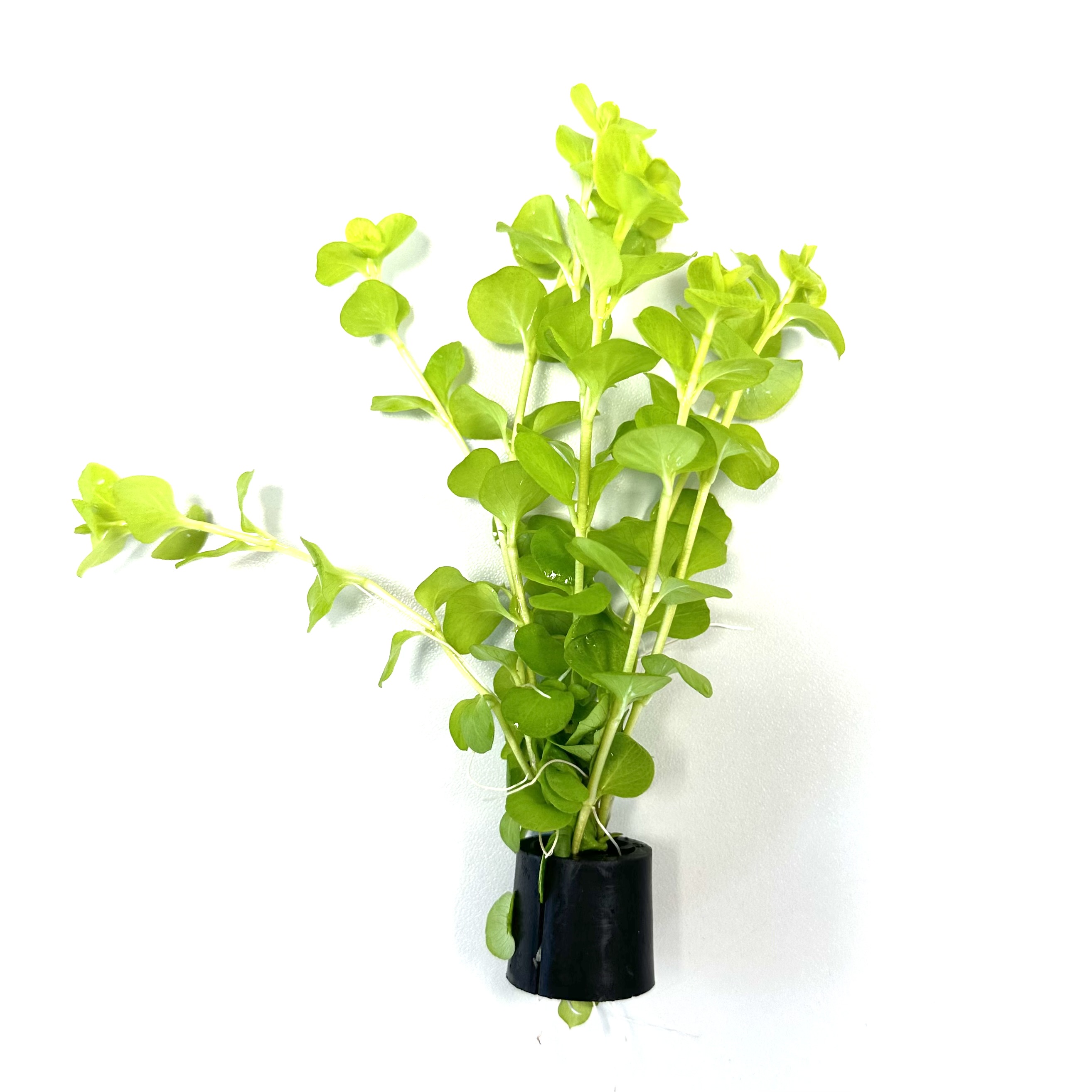 Lysimachia nummularia aurea in Eco ring