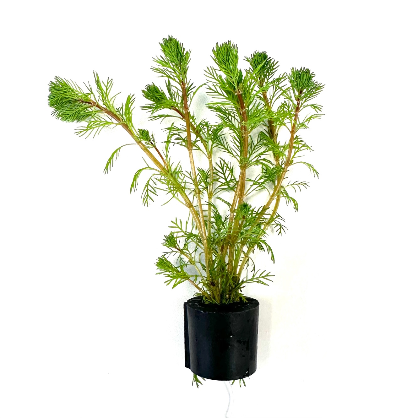 Myriophyllum brasiliensis in Eco-ring