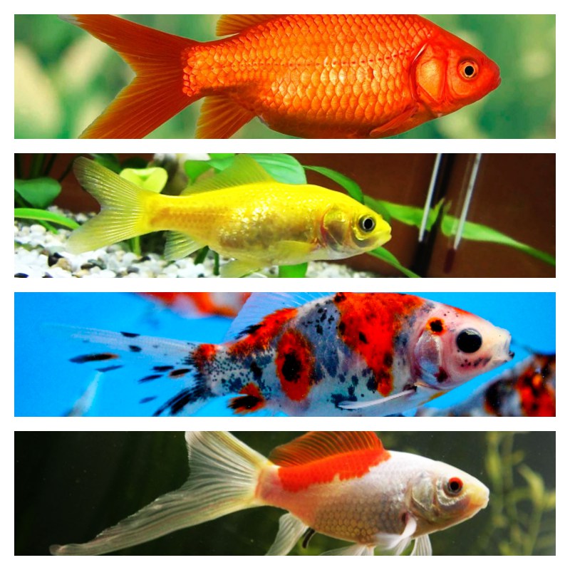 Carassius auratus   Goudvis mix 4-6 cm