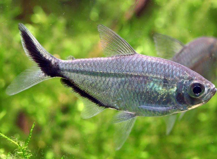 Moenkhausia costae  Signaalstreep zalm M