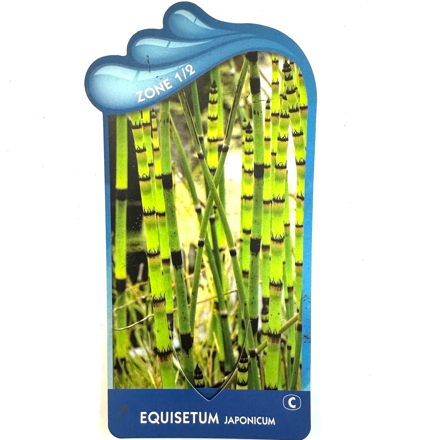 Equisetum japonicum- Japanse holpijp