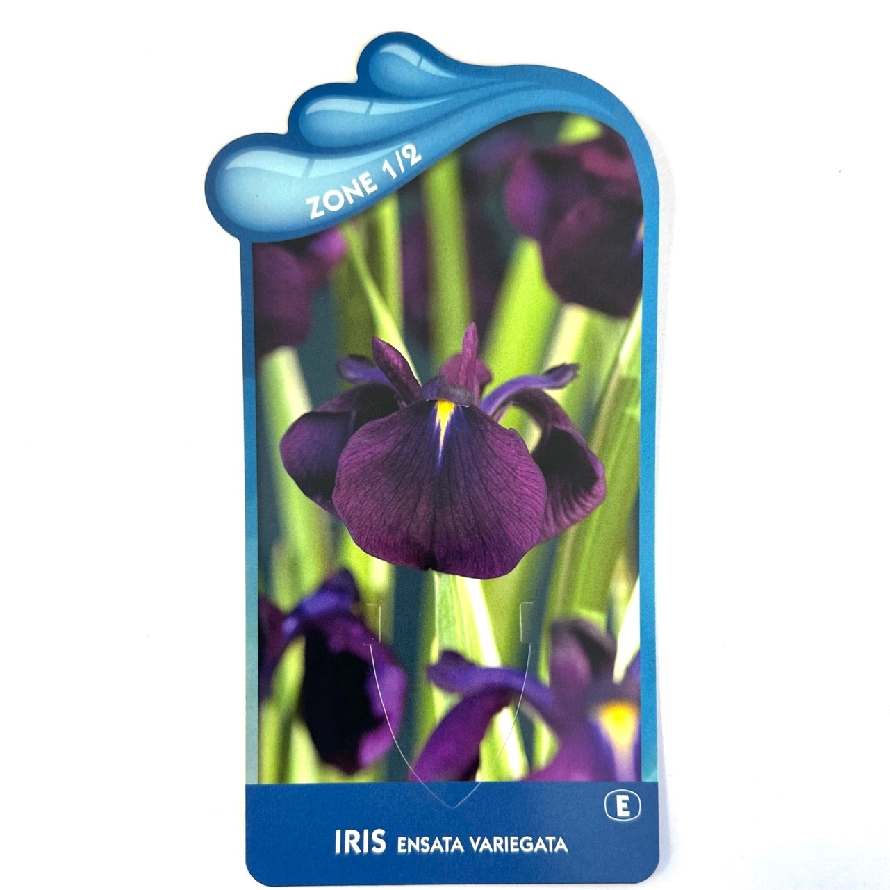 Iris ensata variegata-Japanse iris