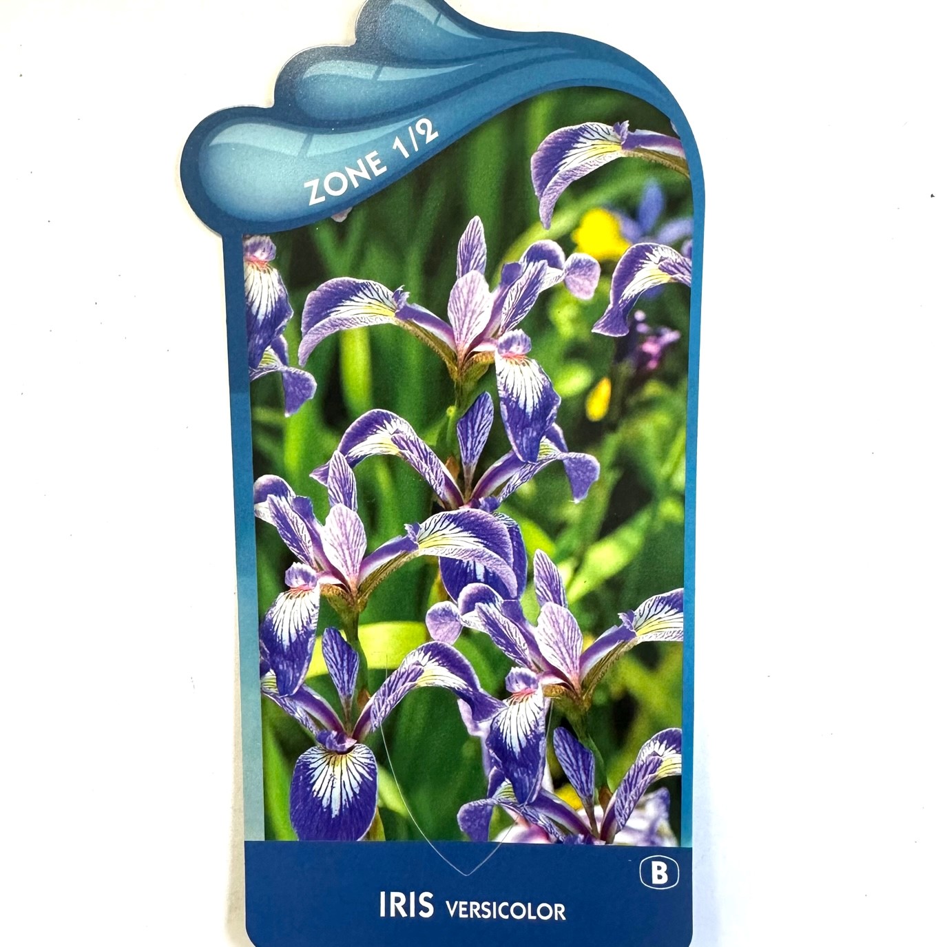 Iris versicolor- Amer.iris