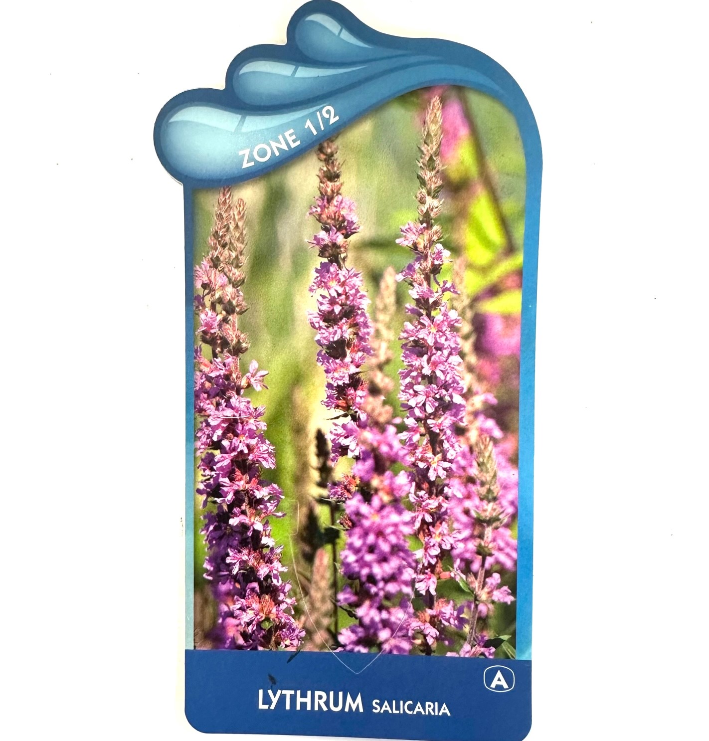 Lythrum salicaria - Grote kattenstaart