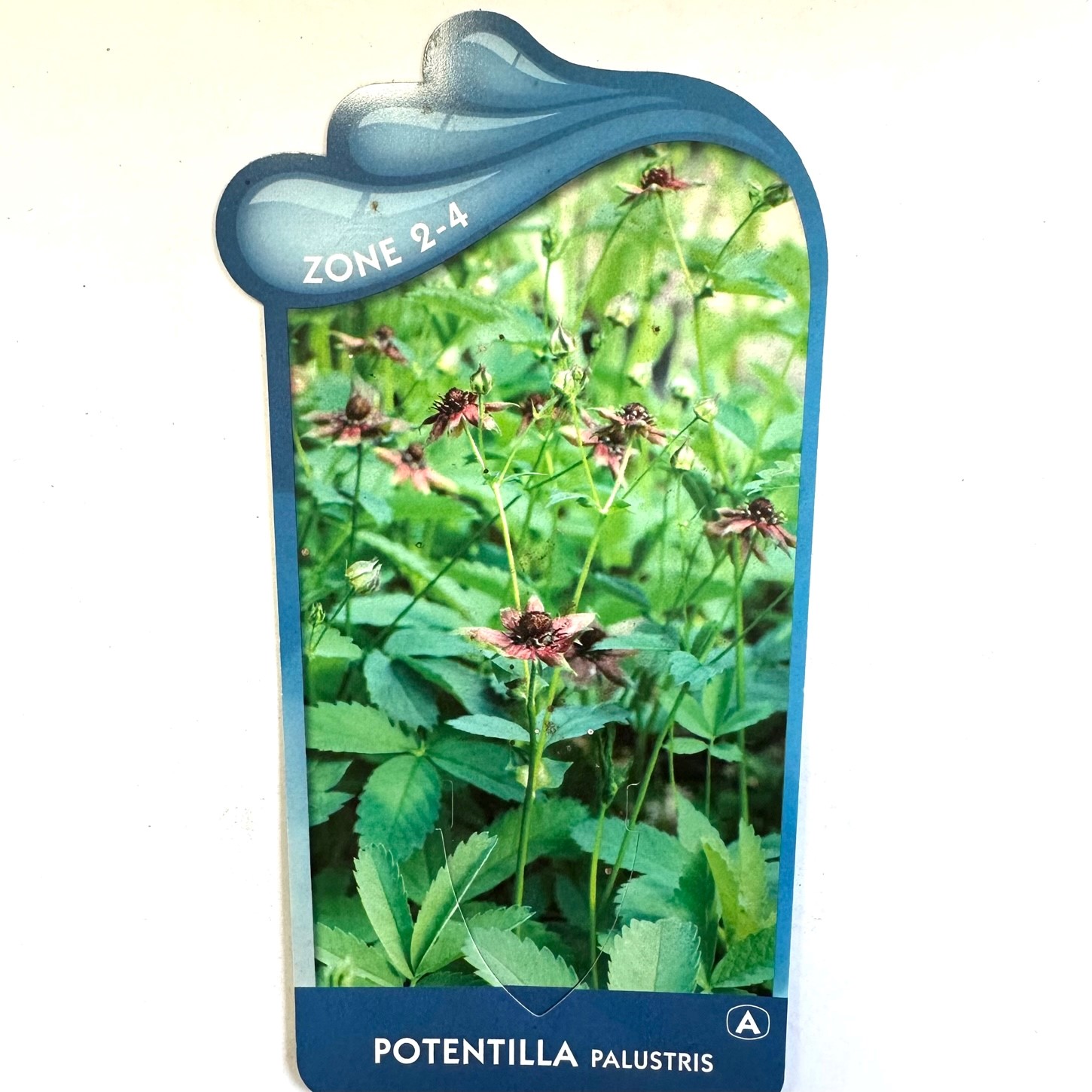 Potentilla palustris- Wateraardbei