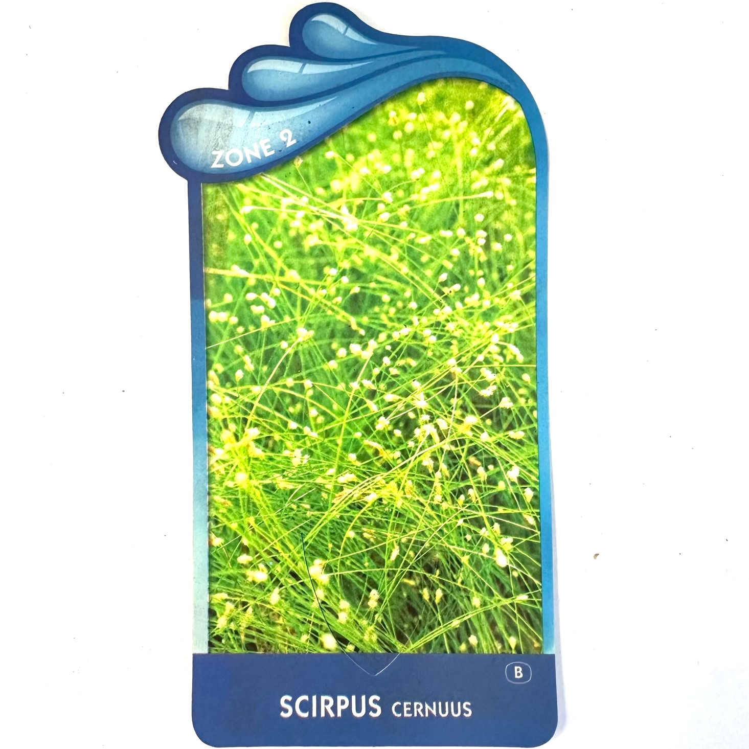 Scirpus cernuus-Naaldgras