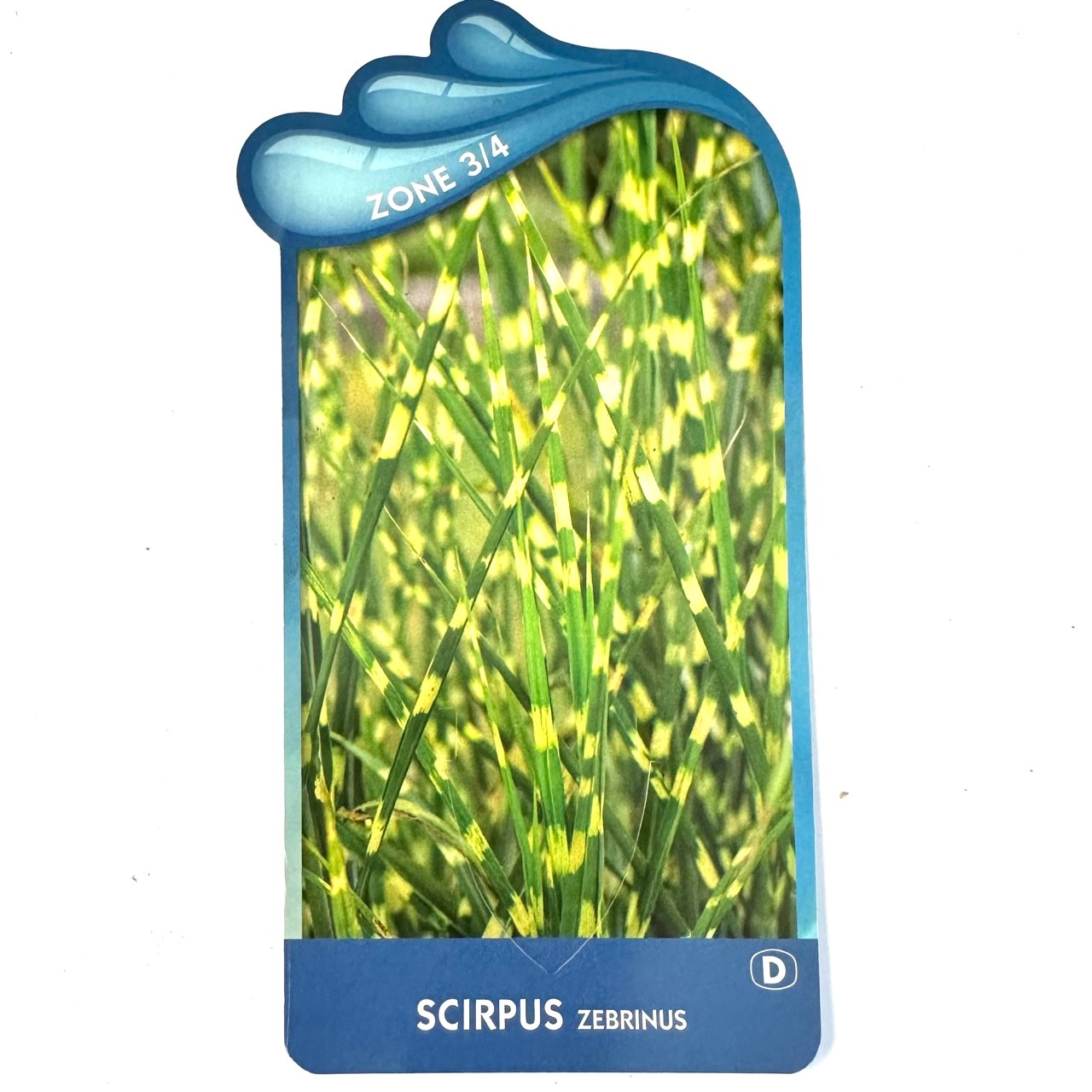 Scirpus zebrinus-Bonte mattenbies