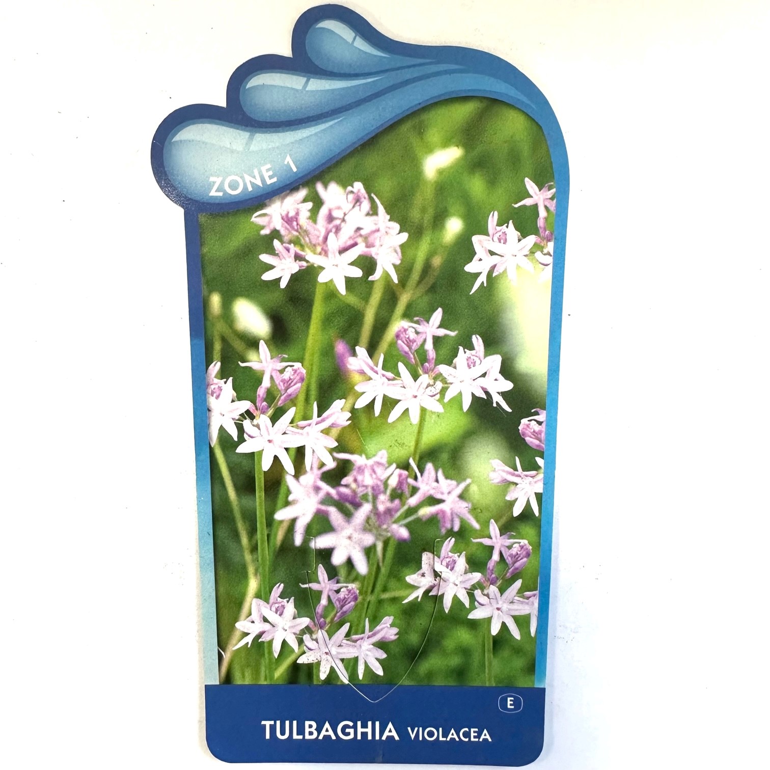 Tulbaghia violacea- Kaapse knoflook
