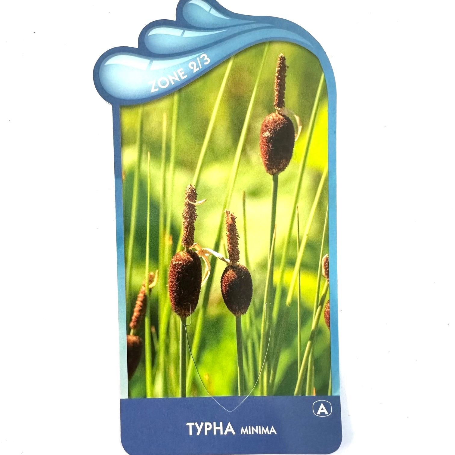 Typha minima-Dwerglisdodde