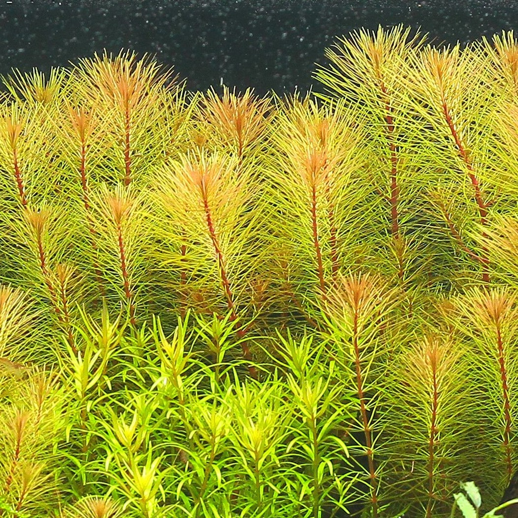 Rotala "sp"Vietnam in pot