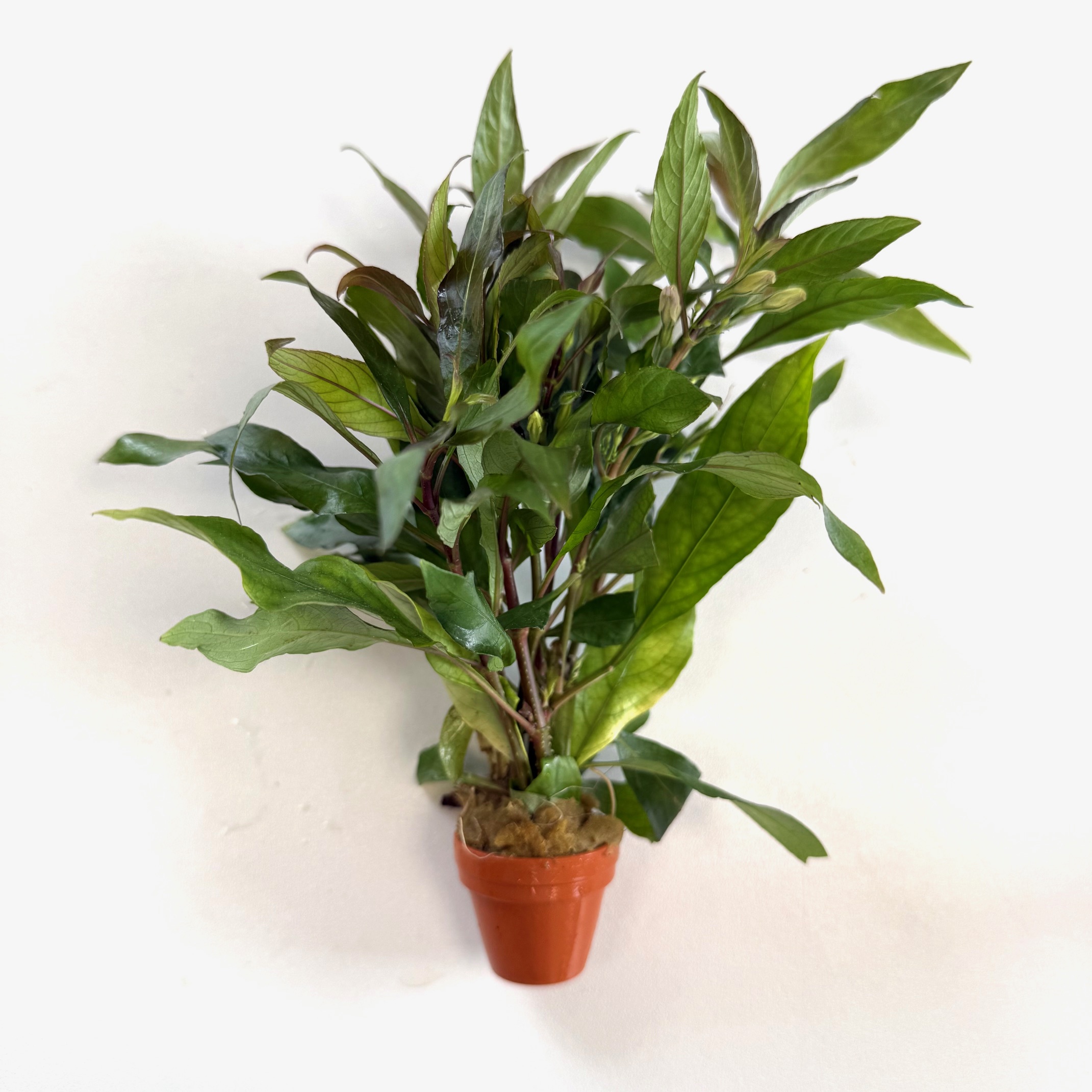 Hygrophila siamensis in terra cotta pot