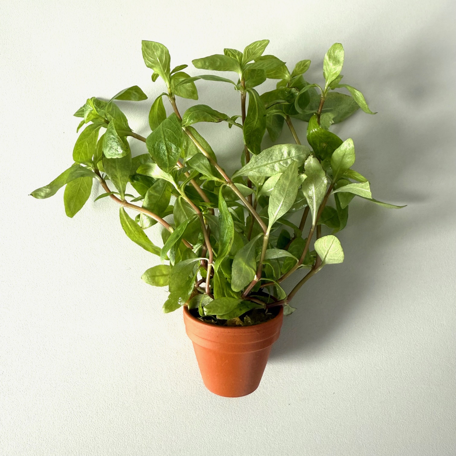 Hygrophila roseanerva in terra cotta pot