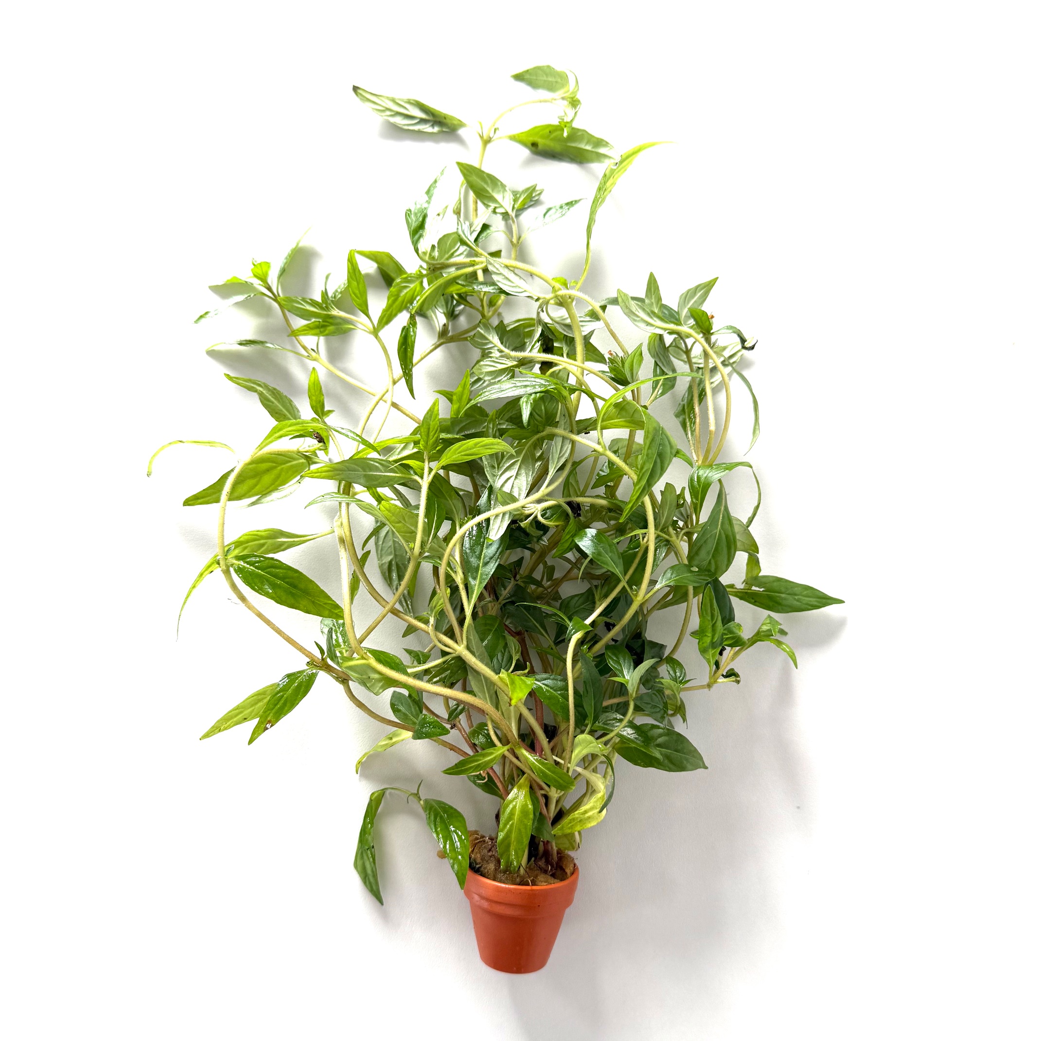 Hygrophila pantanl 'wavy in terra cotta