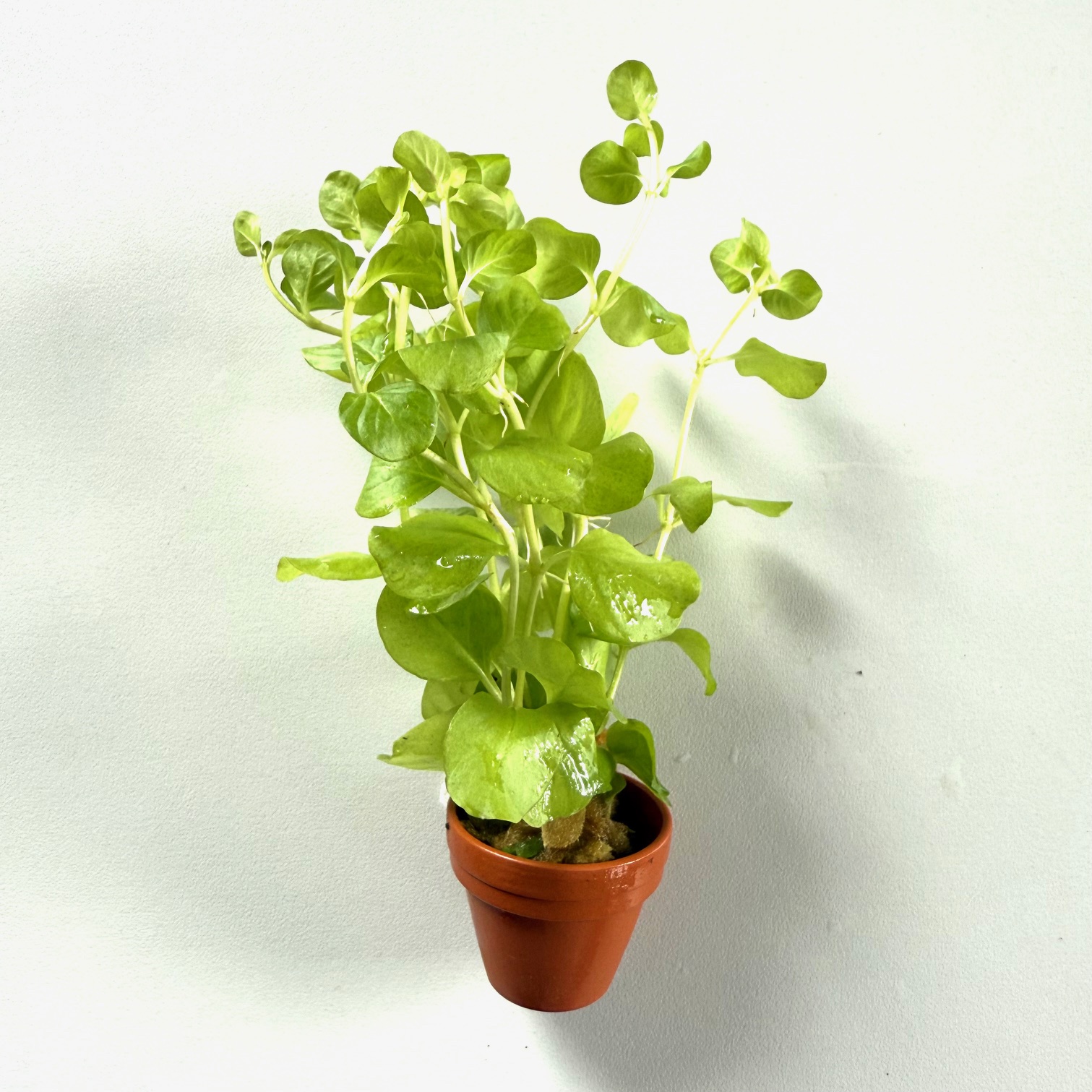 Lysimachia nummularia aurea t.cotta