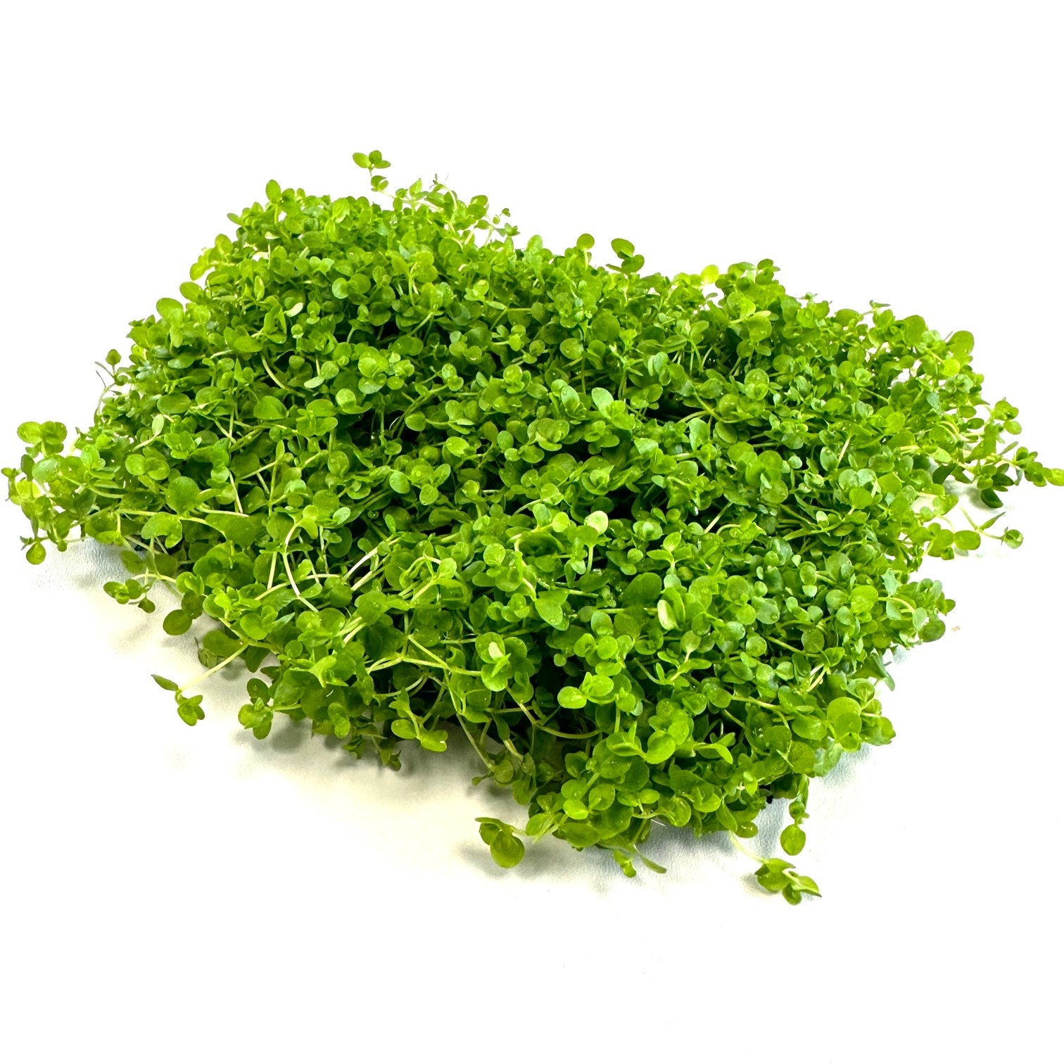 Micranthemum monte carlo op stalen net