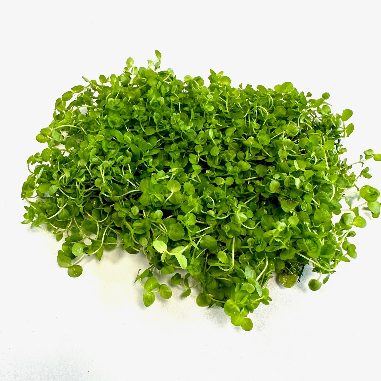 Micranthemum umbrosum op stalen net