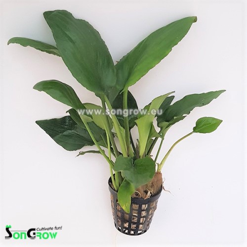 Lagenandra sp.green in pot