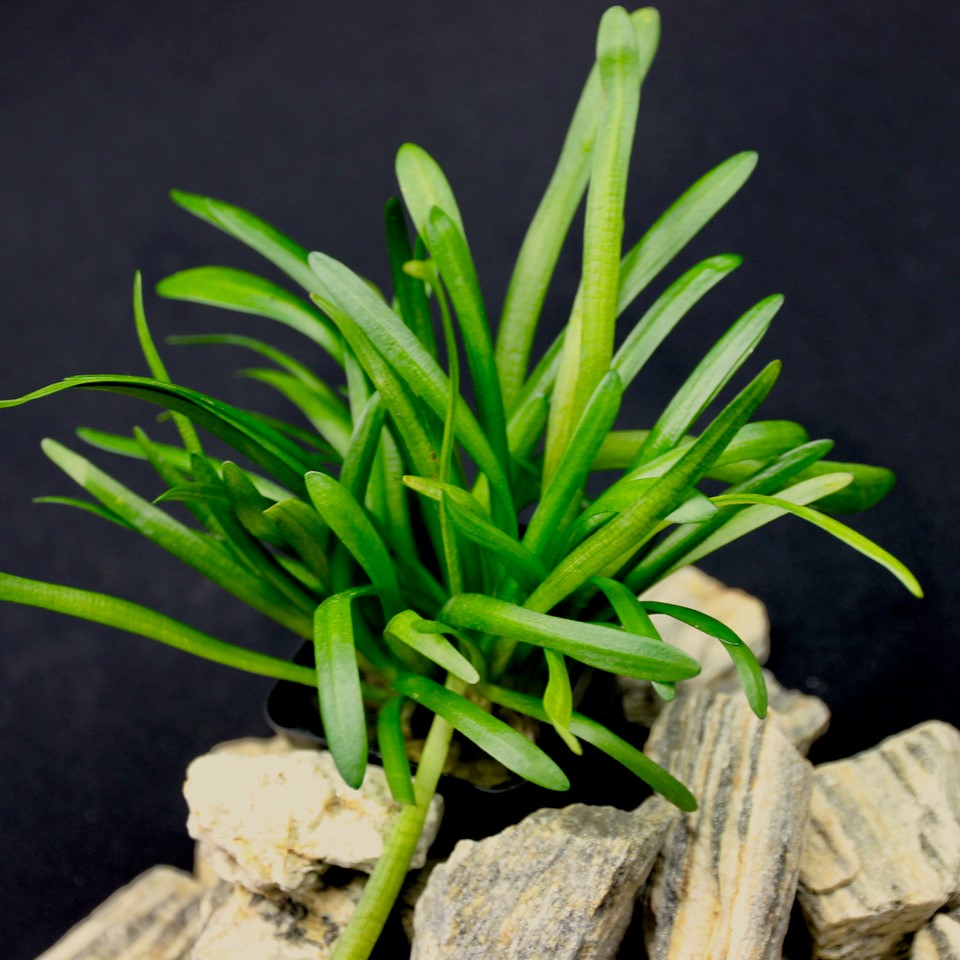 Sagittaria subulata in pot