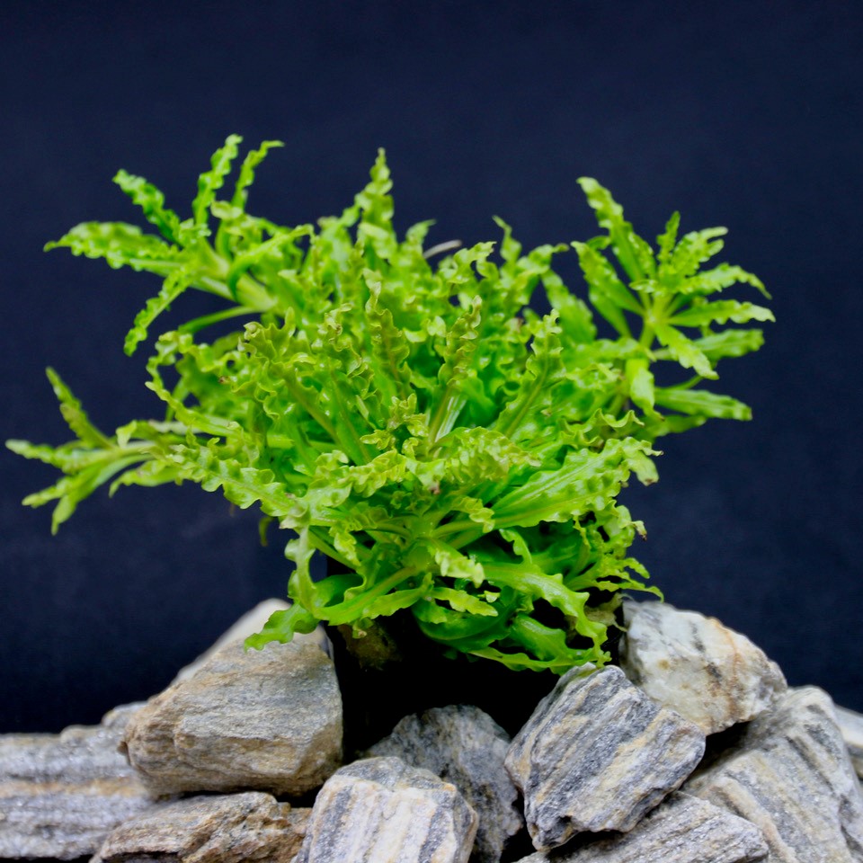 Pogostemon helferi in pot @