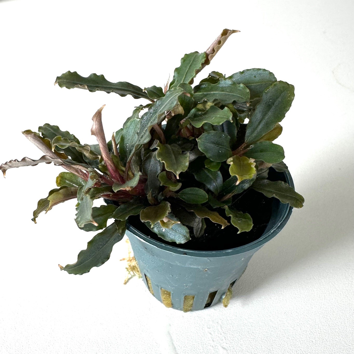 Bucephelandra blue green in pot