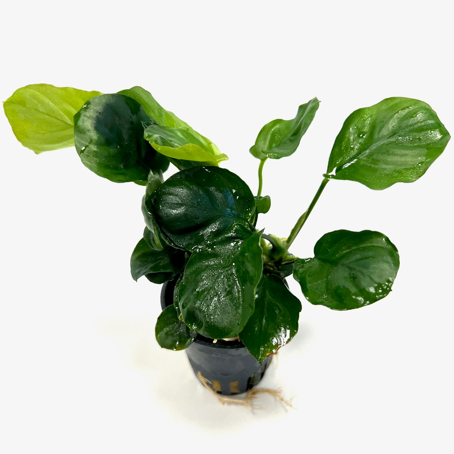 Anubias barteri coin leaf in pot
