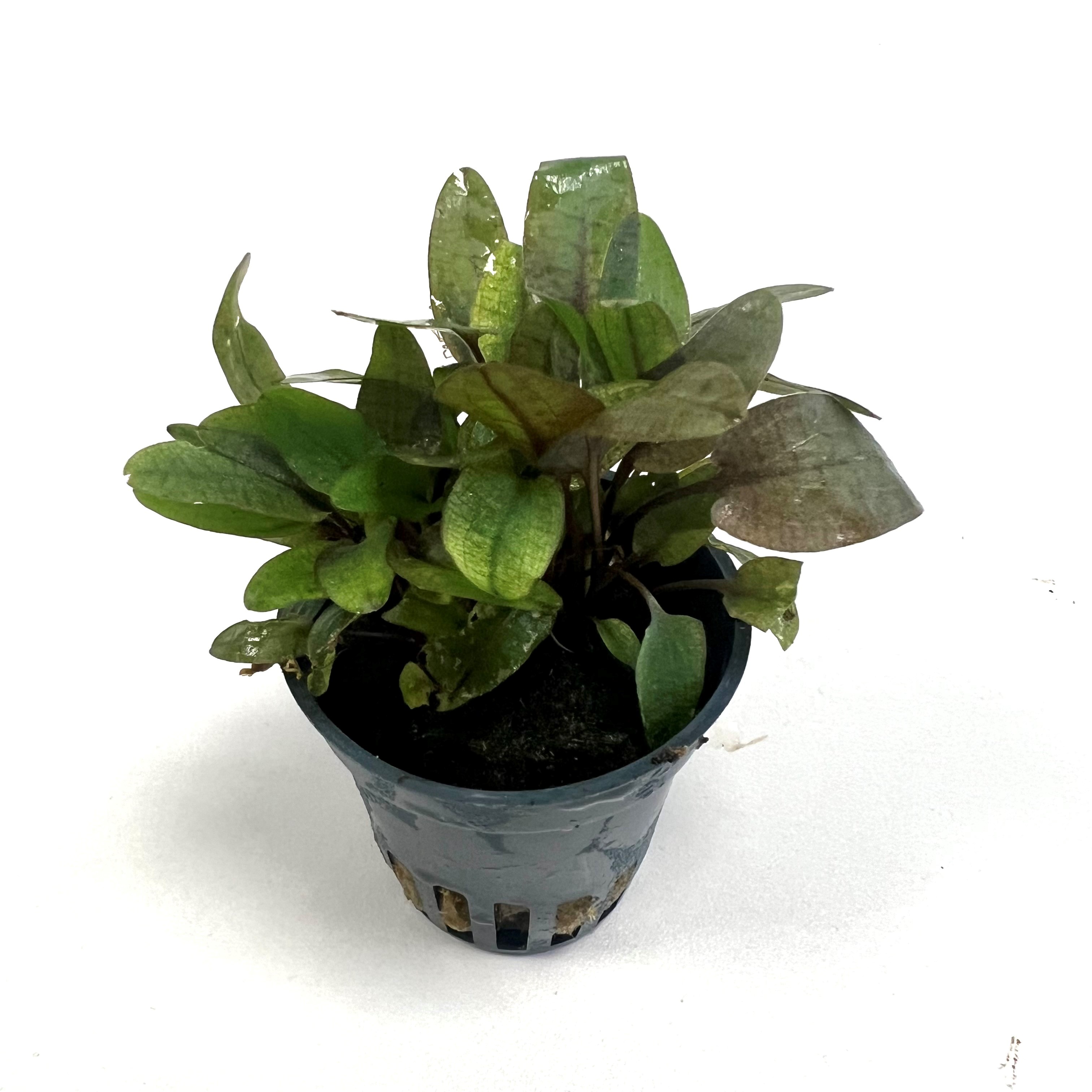Cryptocoryne sp. flamingo in pot