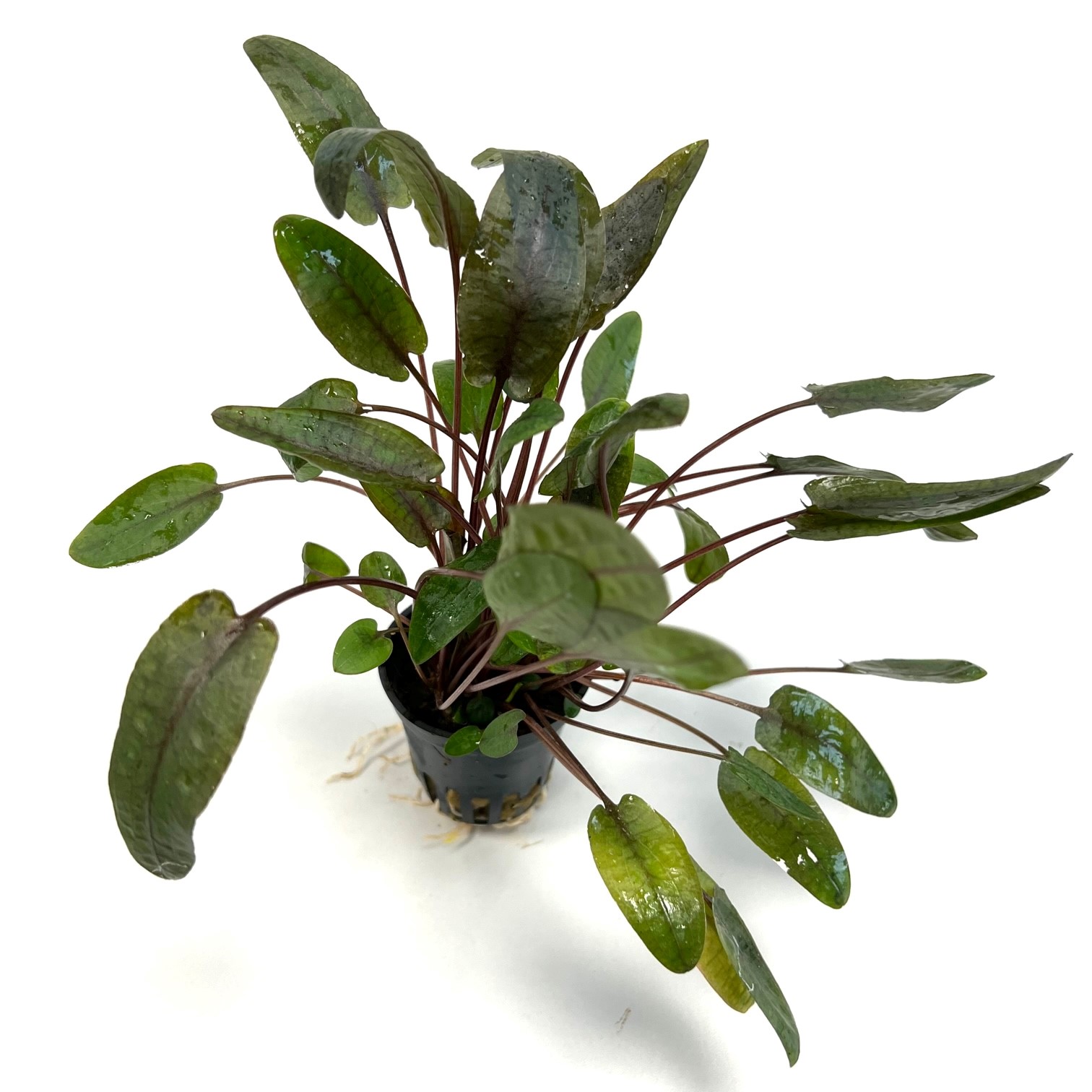 Cryptocoryne wendtii tropica in pot